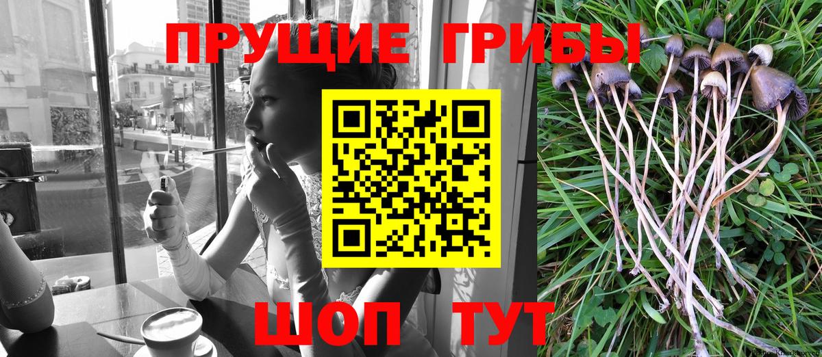 Егорьевск  Псилоцибиновые грибы мухоморы  Вход с VPN 